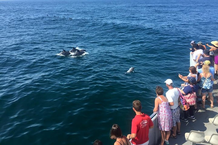 Dolphin Watching around Cape May - Photo 1 of 17